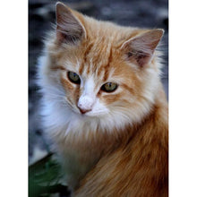 将图片加载到图库查看器,DIY Cat 5D Diamond Painting Full Square Drill Cross Stitch Animal Embroidery Rhinestone Cross Stitch Wall Art Gift Home Decor