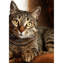 将图片加载到图库查看器,DIY Cat 5D Diamond Painting Full Square Drill Cross Stitch Animal Embroidery Rhinestone Cross Stitch Wall Art Gift Home Decor