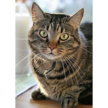 将图片加载到图库查看器,DIY Cat 5D Diamond Painting Full Square Drill Cross Stitch Animal Embroidery Rhinestone Cross Stitch Wall Art Gift Home Decor