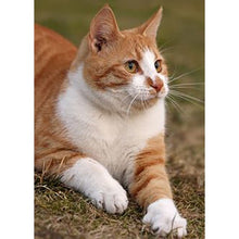 将图片加载到图库查看器,DIY Cat 5D Diamond Painting Full Square Drill Cross Stitch Animal Embroidery Rhinestone Cross Stitch Wall Art Gift Home Decor