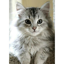 将图片加载到图库查看器，DIY Cat 5D Diamond Painting Full Square Drill Cross Stitch Animal Embroidery Rhinestone Cross Stitch Wall Art Gift Home Decor
